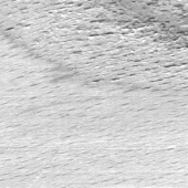 Rindeneinschlüsse Rindeneinschlüsse