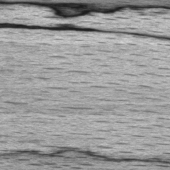 Blaufäule Blaufäule